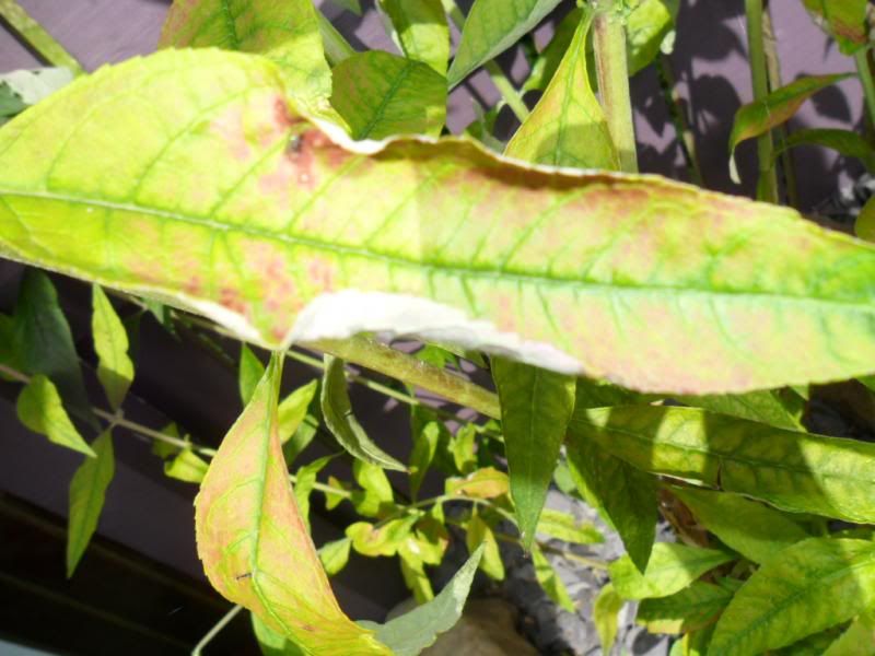 Buddleia leaves going yellow, what can I do? Gardeners Corner The