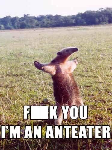 Fuck_You_Im_an_Anteater.jpg