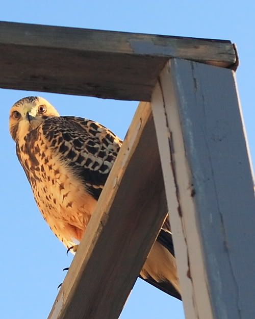 Here's looking at you!