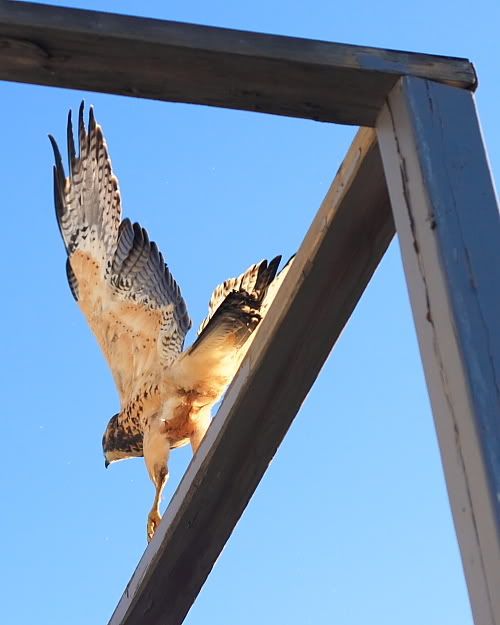 Fly away birdie