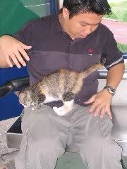 cute little kitty