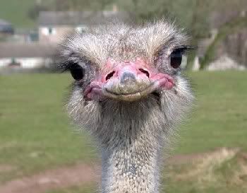 cute cute ostrich