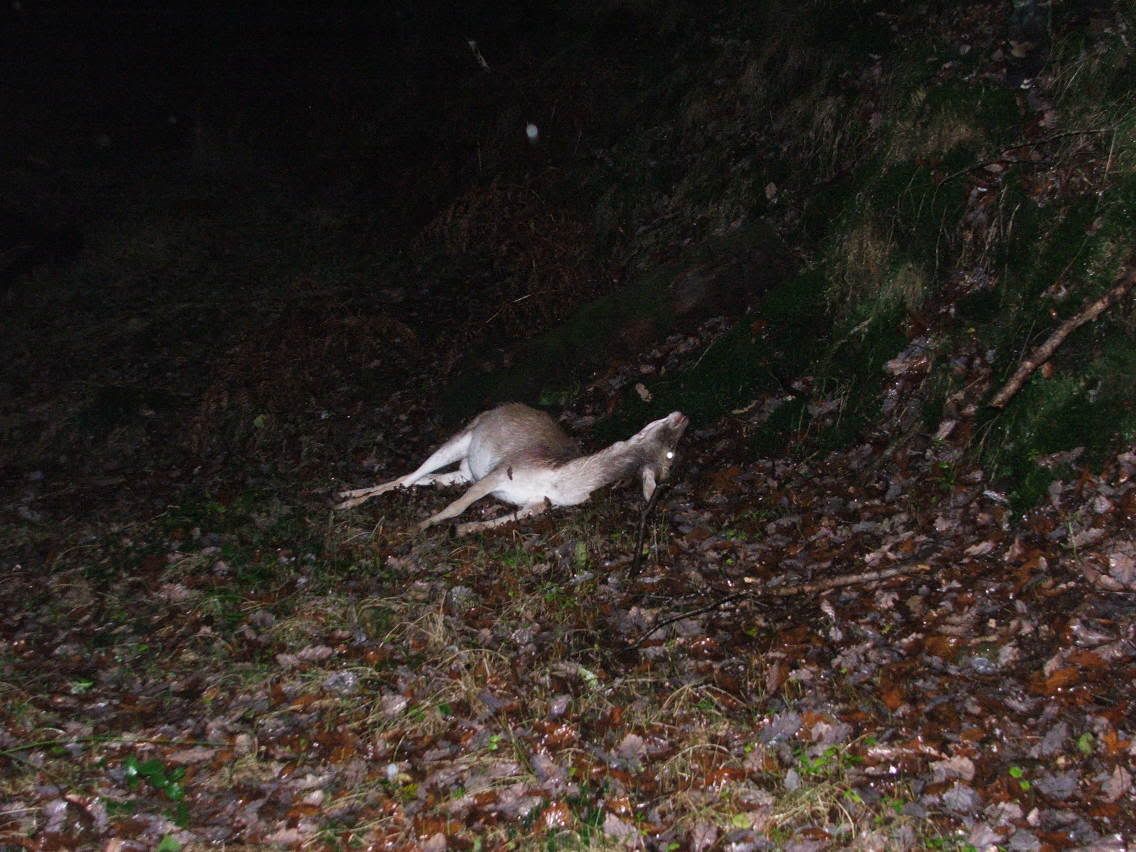 DSCF0064.jpg