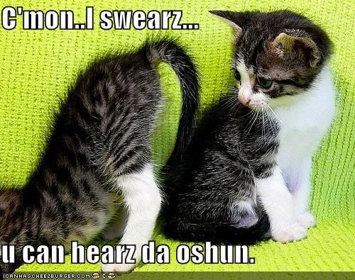 funny-pictures-kittens-butt-hear-oc.jpg