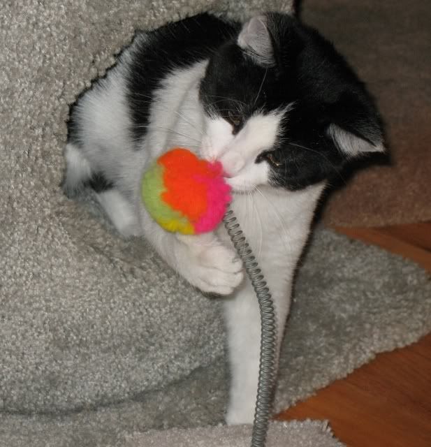 Photobucket - Video and Image Hosting