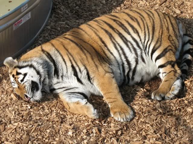 Pictures Of Tigers Sleeping. Photobucket