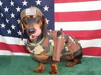 america-dog.jpg Cute dog image by beachmouse