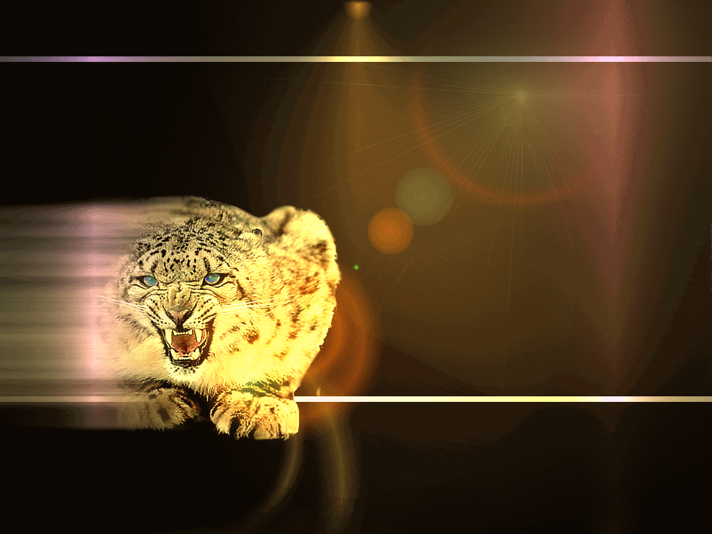 LEOPARD LAYOUTS leopard layouts: