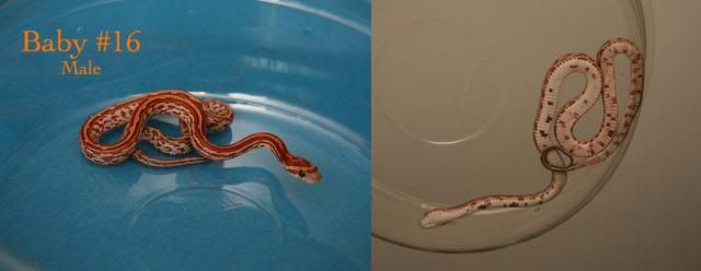 IMG_9121-Baby16-fixed_zpsbf81f153.jpg~original