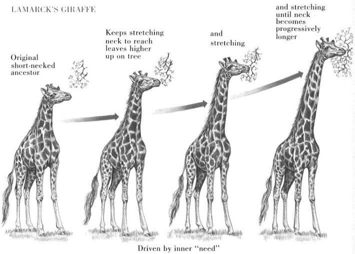 Tallest Giraffe Ever