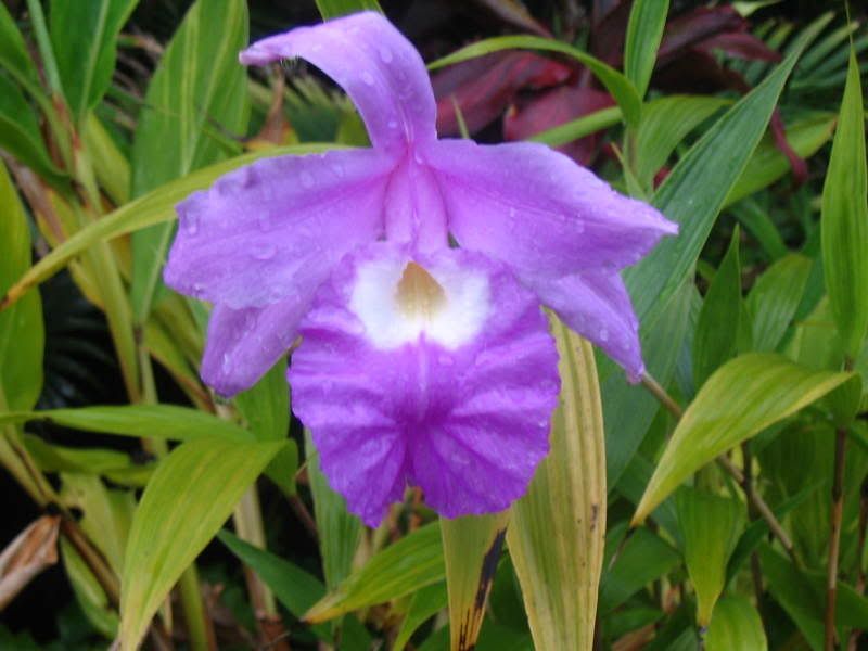 2007_07_10ChicagoandSobralia098.jpg