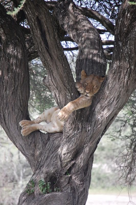 Sleeping lion