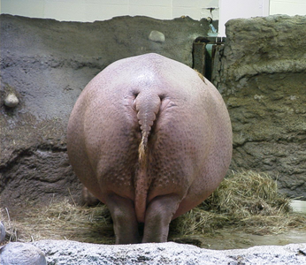 hippopotamus_denver_zoo.png