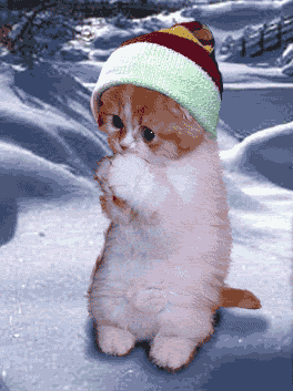 cold kitty cat Pictures, Images and Photos