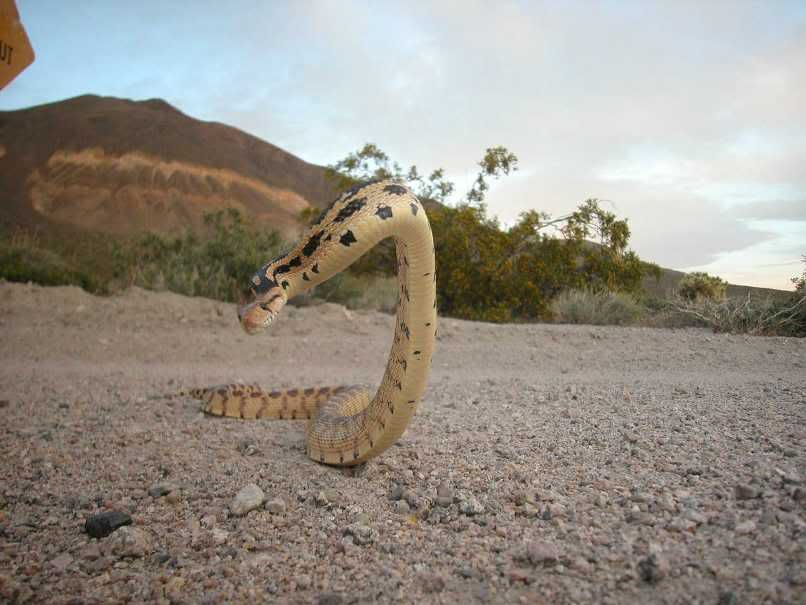 Western patch-nosed snake 239088