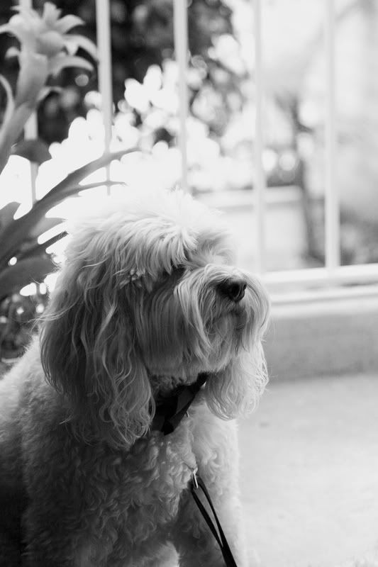 IMAGE: http://img.photobucket.com/albums/v317/bdpAKAknox/TODDwedding1025_1.jpg