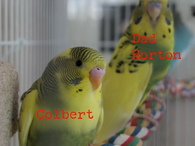 Colbert.jpg