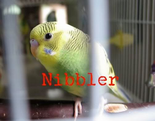 Nibbler.jpg