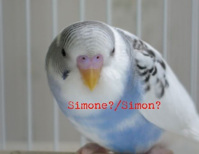 Simone1.jpg