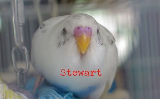 Stewart.jpg