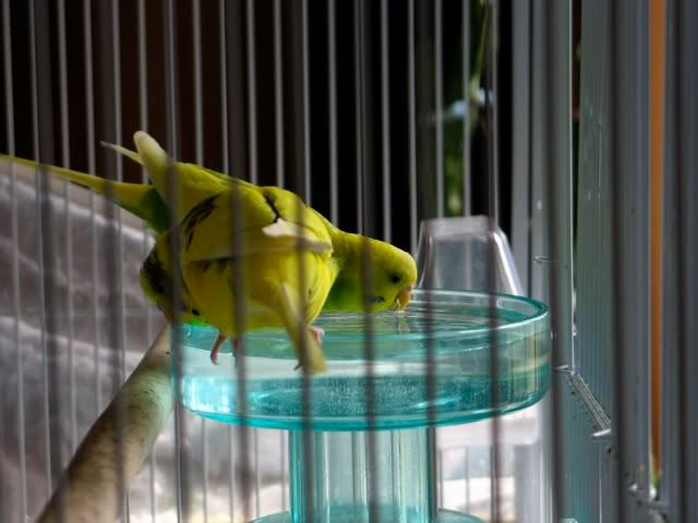 birdbath1.jpg