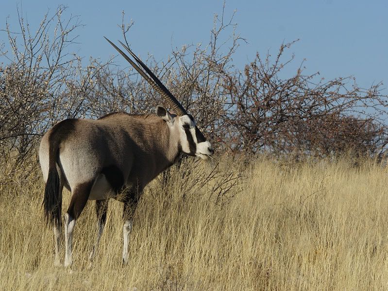 799px-Oryx_gazella_28Okevi29.jpg