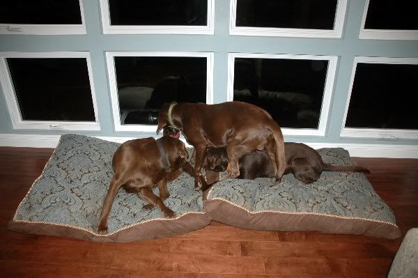 Photo Sharing and Video Hosting at Photobucket