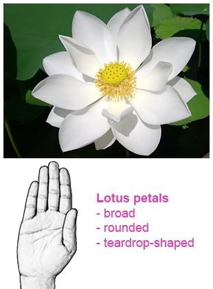Rounded lotus petals