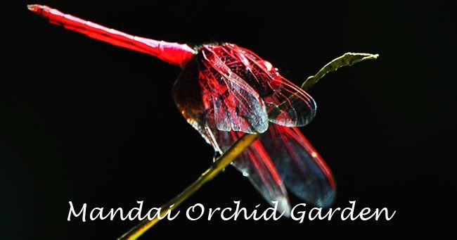 Mandai Orchid Garden