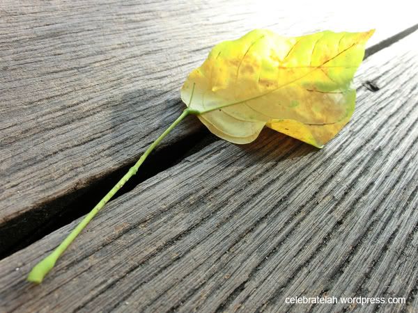 Auto Mode Leaf