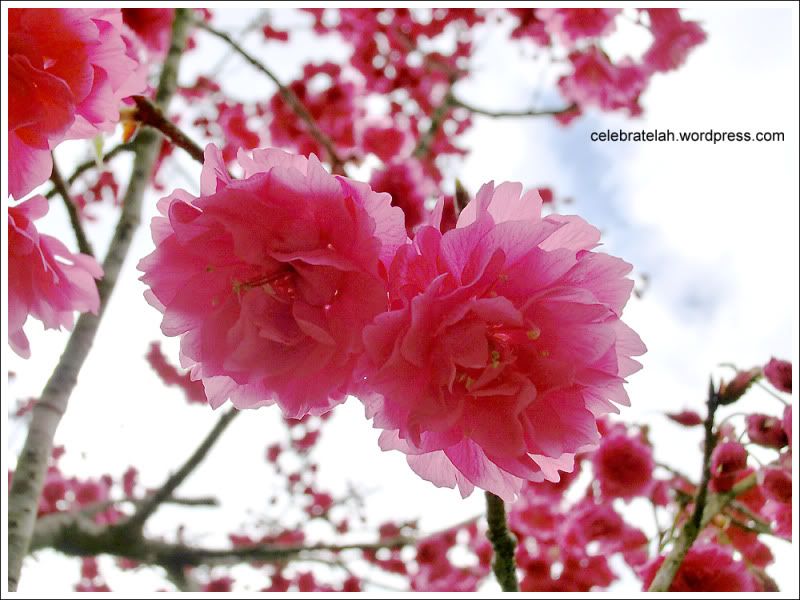 Cherry Blossoms