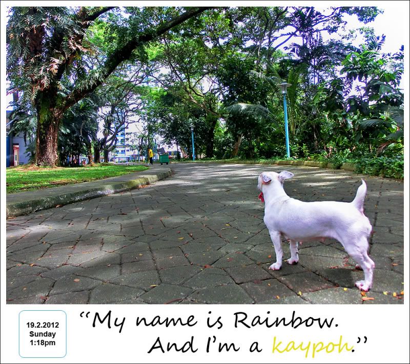 Curious Rainbow