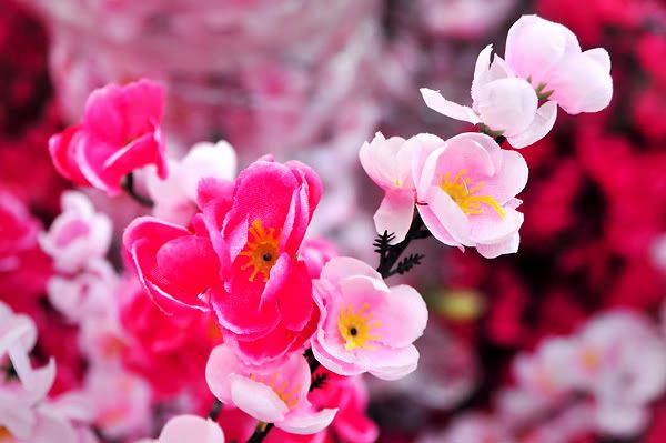 Cherry Blossom