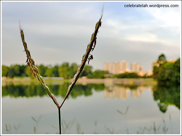 MacRitchie Reservoir
