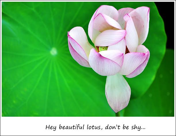 Shy lotus