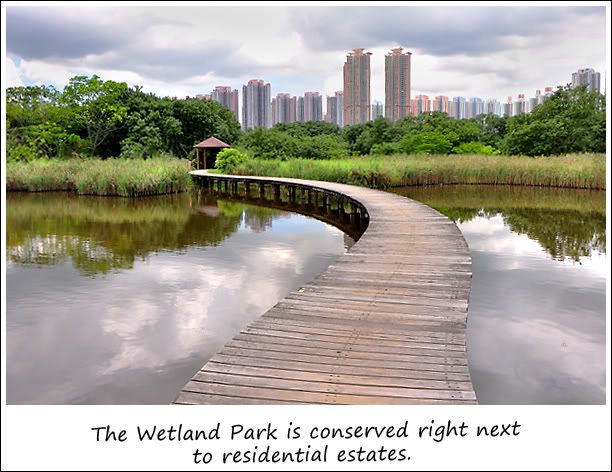 Wetland in the heartland