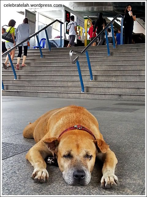 Dog at MBK