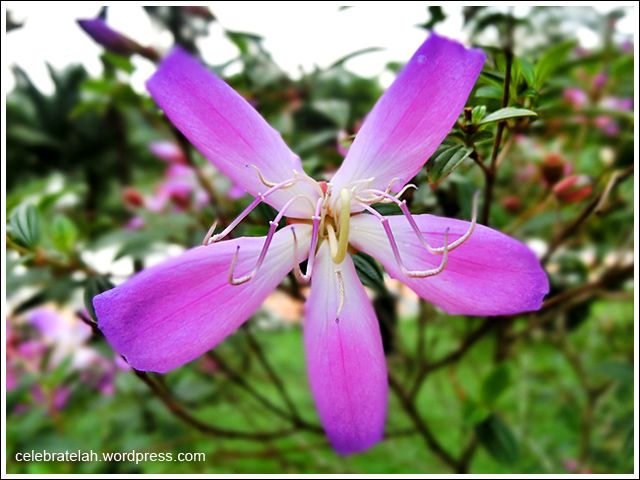 Perdana Botanical Gardens