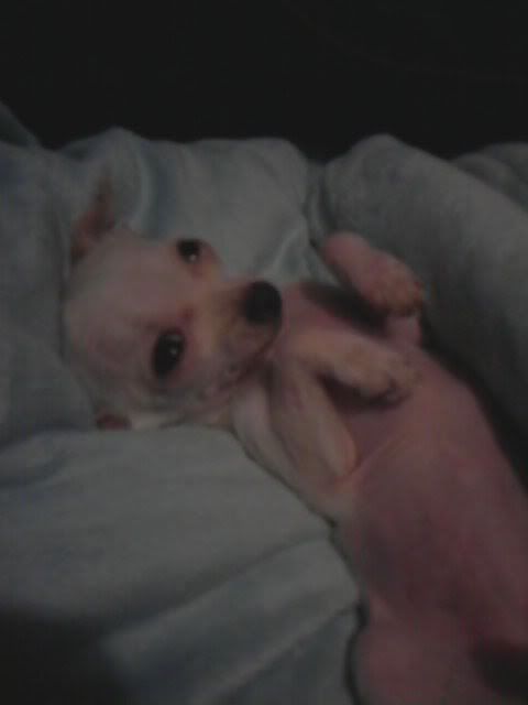 Tummy Rub Anyone Chihuahua Foru