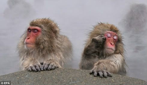 The monkeys close their eyes as they soak up the steam from the spring