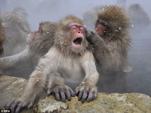 I'm so relaxed! One of the monkeys yawns as it enjoys the hot spring with snow falling on its face