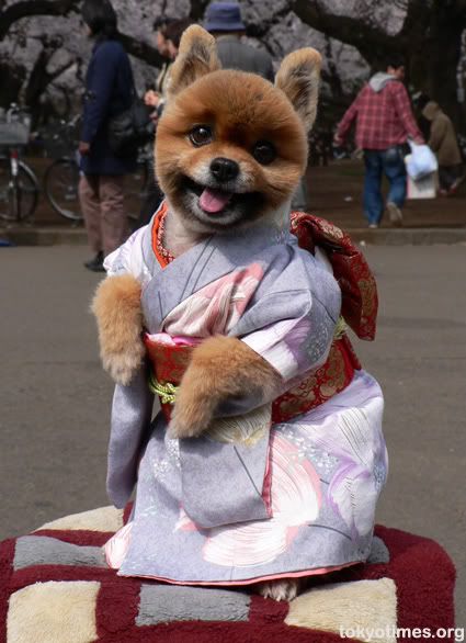 Kimono-clad Puppies