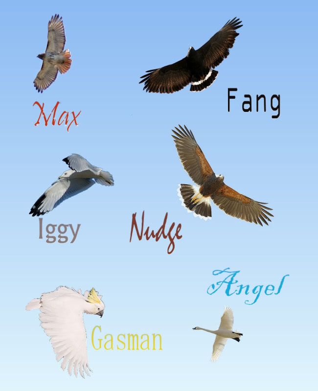 Flock Bird Species