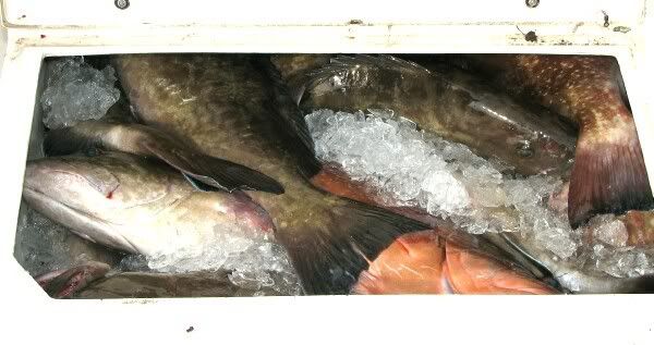 fishboxfull1.jpg