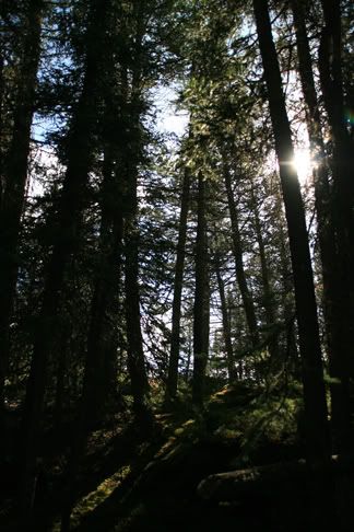 IMAGE: http://img.photobucket.com/albums/v319/nutsaqz/sticks.jpg