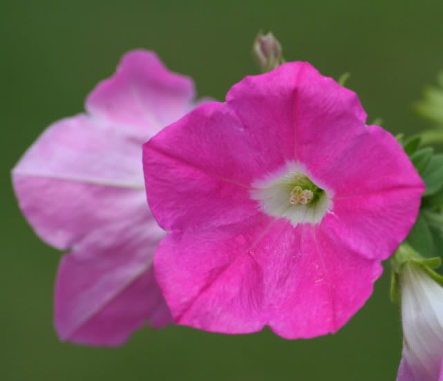 IMAGE: http://img.photobucket.com/albums/v319/troyer16/flowercroped.jpg