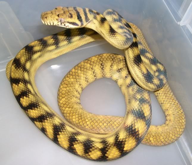 Spitfire Reptiles