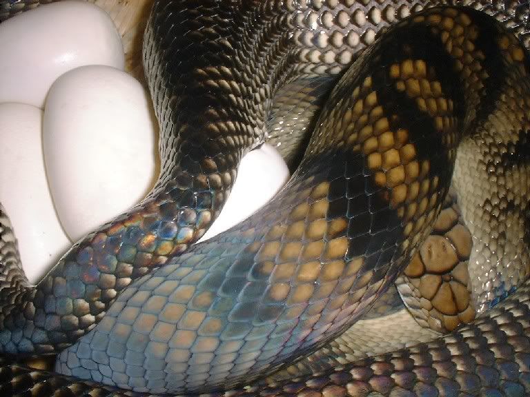 Spitfire Reptiles