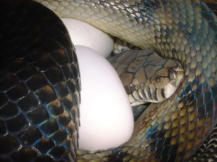 Spitfire Reptiles