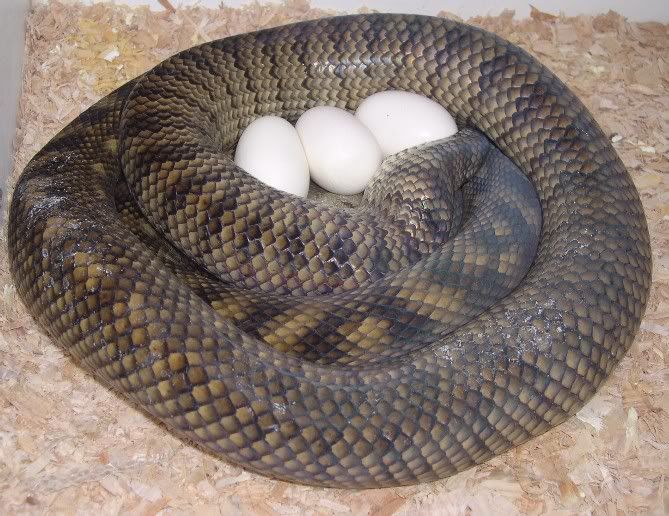 Spitfire Reptiles....recently updated